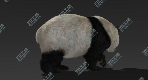 images/goods_img/20210312/3D Giant Panda (Fur) Rigged/5.jpg